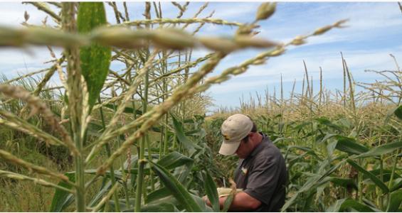 Suståne Research in Agriculture